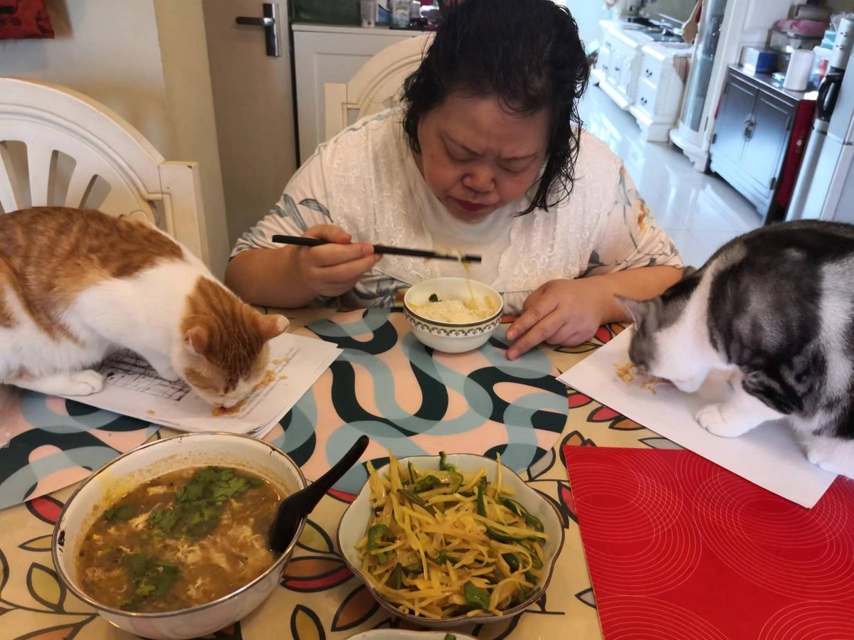 alish087996's tweet photo. Today we brought homemade chocolate chip cookies to our new neighbors! Their reaction when they saw their dog playing with our cat Total heartwarming. https://t.co/K722QWVnlk