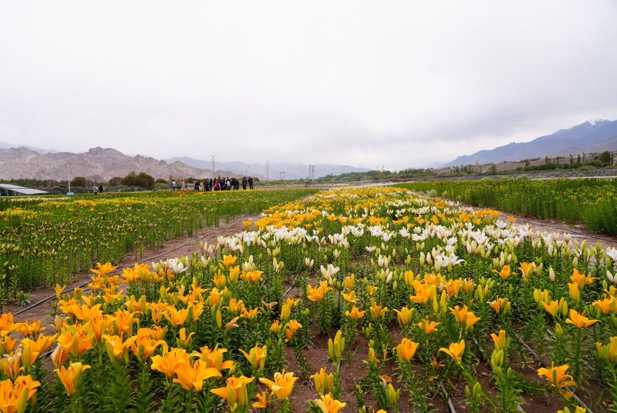 lg_ladakh's tweet photo. Immensely proud to inaugurate the world's highest-altitude flower fields at Leh, today. Sprawling across 40 acres at Choglamsar and Stakna in Leh, the two flower fields with over 25 lakh high-value flowers – 24 lakh Lilium and 1 lakh Gladiolus – are also the highest and the largest flower fields in the country. 

Developed in a record time of just two months and inaugurated on the occasion of #SewaDiwas, the birthday of Hon'ble PM Shri @narendramodi ji, these flower fields fulfil his vision for farmers’ empowerment and enhancing their income through agricultural diversification. 

This facility will serve as a vital training centre for progressive farmers by seamlessly blending technology with traditional farming, thereby, ensuring that our youth and farmers can explore profitable, innovative entrepreneurial opportunities through floriculture.

The flower fields at Choglamsar and Stakna are true testament to Ladakh’s extraordinary resilience. Beyond their breathtaking beauty, these gardens are the seeds of new livelihoods and a historic milestone, where economic growth and environmental responsibility bloom together for a stronger local economy.