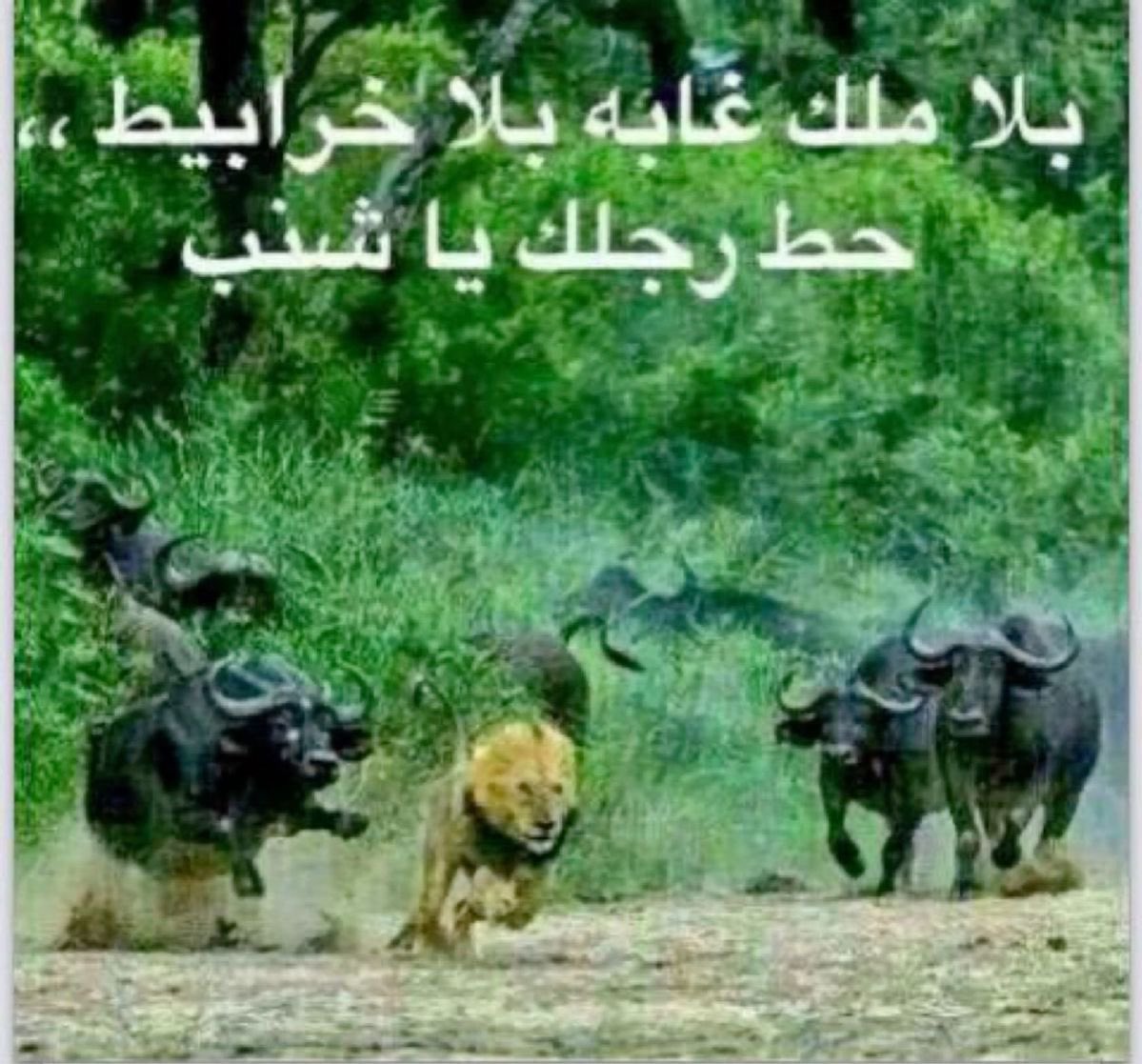 dn7l9's tweet photo. حصل اليوم ❤️ https://t.co/GOziKGVmdV