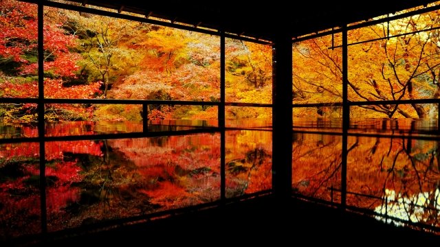 kyoto_triptime's tweet photo. ✨ 瑠璃光院
机に映る“光の紅葉”が有名。幻想的で特別感のある秋景。 お勧め：アート系写真が好き・特別な秋を体験したい人😉
＃紅葉　＃京都旅行 https://t.co/yqc8BPYkAf