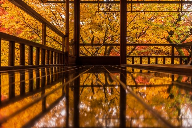 kyoto_triptime's tweet photo. ✨ 瑠璃光院
机に映る“光の紅葉”が有名。幻想的で特別感のある秋景。 お勧め：アート系写真が好き・特別な秋を体験したい人😉
＃紅葉　＃京都旅行 https://t.co/yqc8BPYkAf