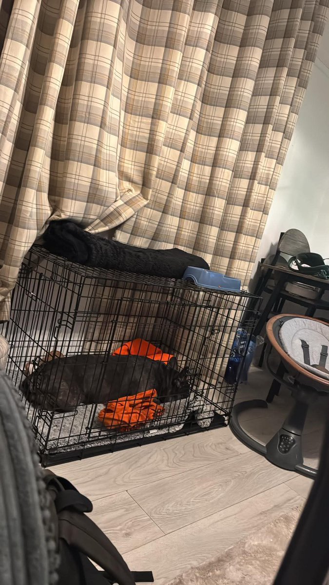 jacduff's tweet photo. @frenchielover60  Rigby is 5 years old he has severe sudden back issues, he is now on complete rest for 6 weeks so has to stay in his cage &amp; just go out to pre &amp; poop. I am raising money for him so he can see a specialist vet . 

https://t.co/Ze90Zq50Bm https://t.co/N0Mdc1AWVM