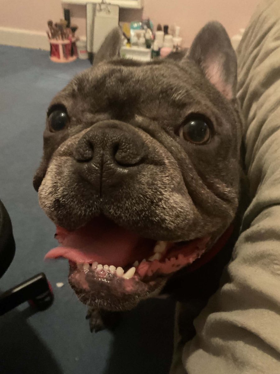jacduff's tweet photo. @frenchielover60  Rigby is 5 years old he has severe sudden back issues, he is now on complete rest for 6 weeks so has to stay in his cage &amp; just go out to pre &amp; poop. I am raising money for him so he can see a specialist vet . 

https://t.co/Ze90Zq50Bm https://t.co/N0Mdc1AWVM
