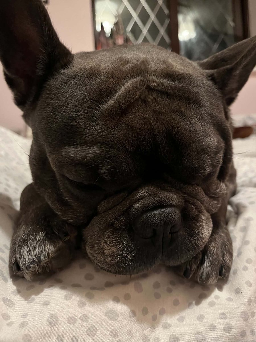 jacduff's tweet photo. @frenchielover60  Rigby is 5 years old he has severe sudden back issues, he is now on complete rest for 6 weeks so has to stay in his cage &amp; just go out to pre &amp; poop. I am raising money for him so he can see a specialist vet . 

https://t.co/Ze90Zq50Bm https://t.co/N0Mdc1AWVM