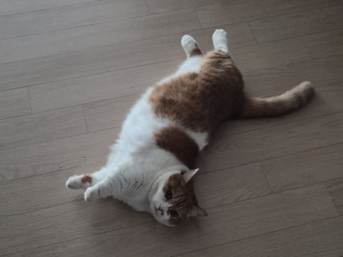 prozac1229's tweet photo. 고양이 https://t.co/zoTU4X3IqJ