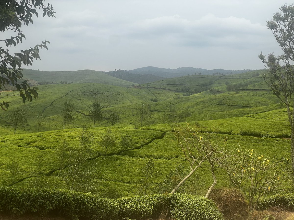 GashemaJanvier's tweet photo. Greetings from Nshili-Kivu Tea Plantation.Visit @NyaruguruDistr https://t.co/S01ykNK94E