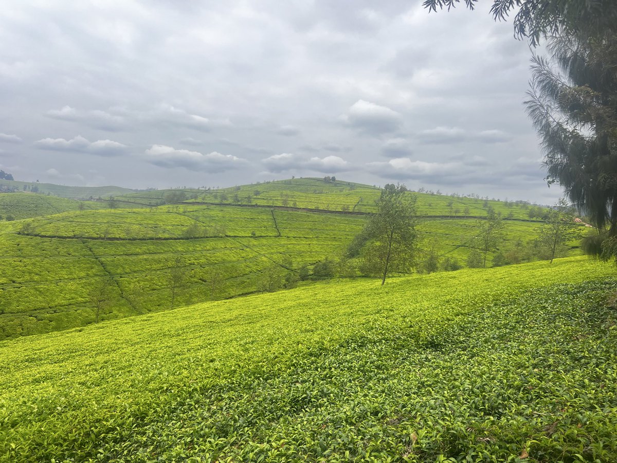 GashemaJanvier's tweet photo. Greetings from Nshili-Kivu Tea Plantation.Visit @NyaruguruDistr https://t.co/S01ykNK94E