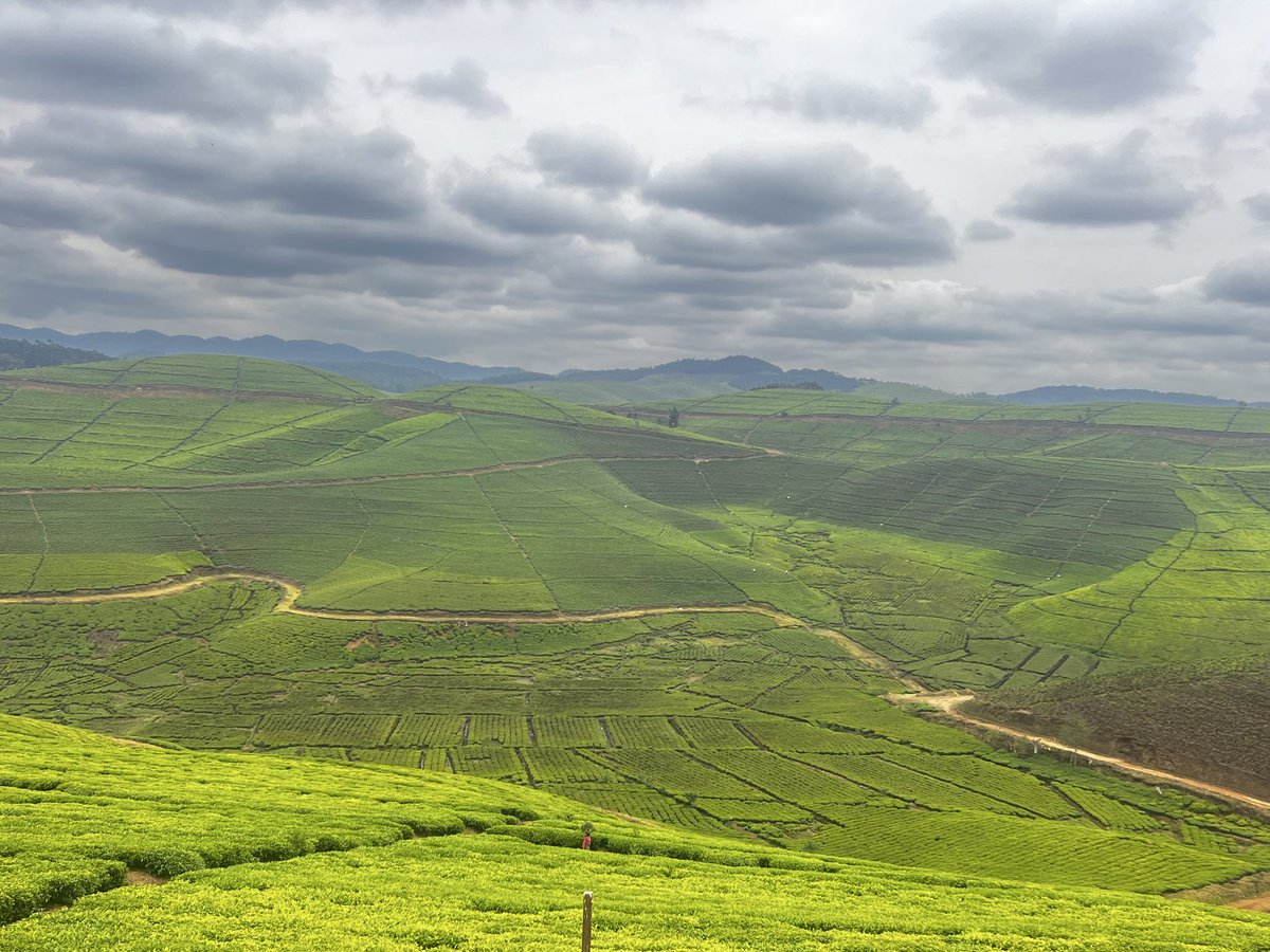 GashemaJanvier's tweet photo. Greetings from Nshili-Kivu Tea Plantation.Visit @NyaruguruDistr https://t.co/S01ykNK94E