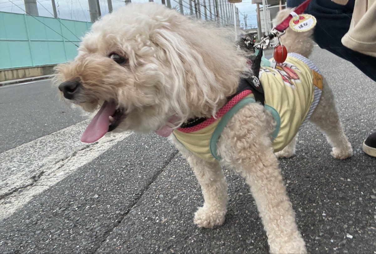 Lucy_0032's tweet photo. はなももさんぽ https://t.co/ouRMvAFmbG