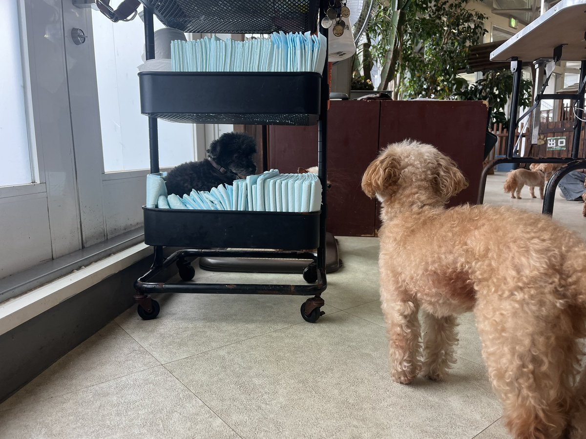 zookisshakone's tweet photo. お気に入りの場所を使われてて何かアピールしてるライトちゃん🐶
最後は無事に交換出来たみたいです☺️ https://t.co/QKBiqgTYcw