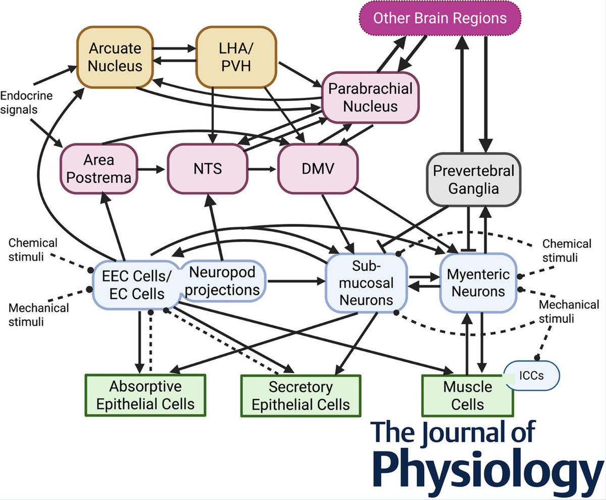 dialectical_sys's tweet photo. 🆕 New paper by William Bechtel &amp; Leonardo Bich

  Physiological control is not a top-down hierarchy, but heterarchical architecture in which multiple control mechanisms act on the same production mechanisms  

https://t.co/8TFNRgTk6U... https://t.co/GVFbMSQ1Og