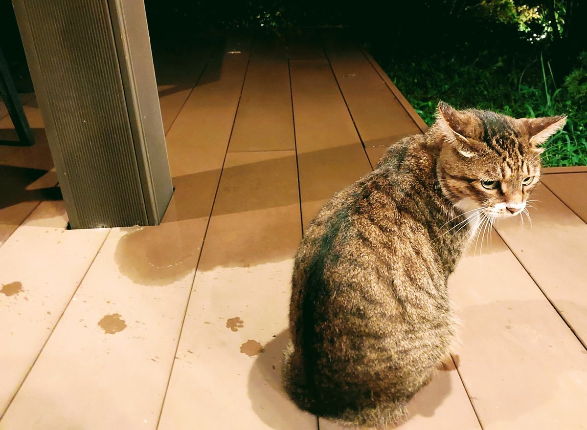 mesodragon's tweet photo. 雨だからこの顔ニャ⭐　雨より晴れたらいいのにニャのどらちゃん　皆様木曜日お疲れ様です　#猫可愛い　#どらちゃん　#猫がいる幸せ https://t.co/teDnWpC2Z6