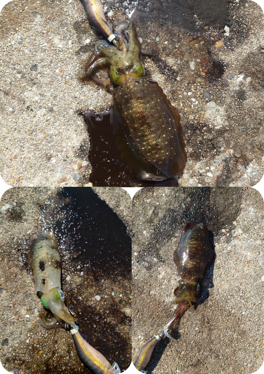 Oshima1123's tweet photo. 5時間のうち、
初めの１時間だけであとはさっぱり💦
#エギング
#知多半島 https://t.co/H1gh1phIVE