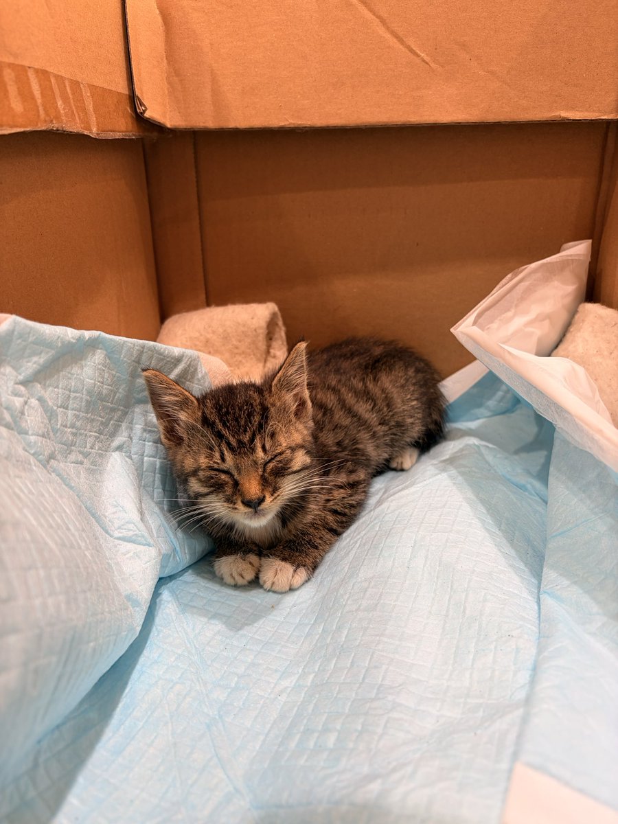BFLcorp's tweet photo. 会社で子猫を保護しました。

引き取ってくださる方募集します。
ご連絡お待ちしております。

メス 生後1ヶ月くらい

#里親募集
#保護猫
#拡散希望 https://t.co/EktBQ6WDiA