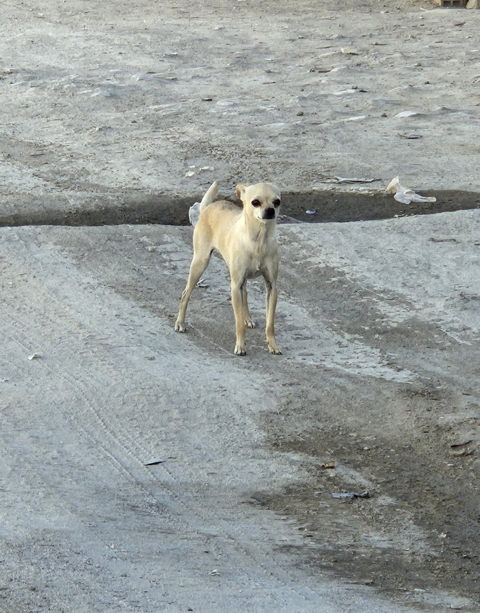 lepushouse's tweet photo. ボリビアの街中にいた野生のチワワはムキムキだったし、他の犬を引き連れて並々ならぬ風格があった。原産国近くで血が濃いからか…！？ https://t.co/1953FZ7OSr