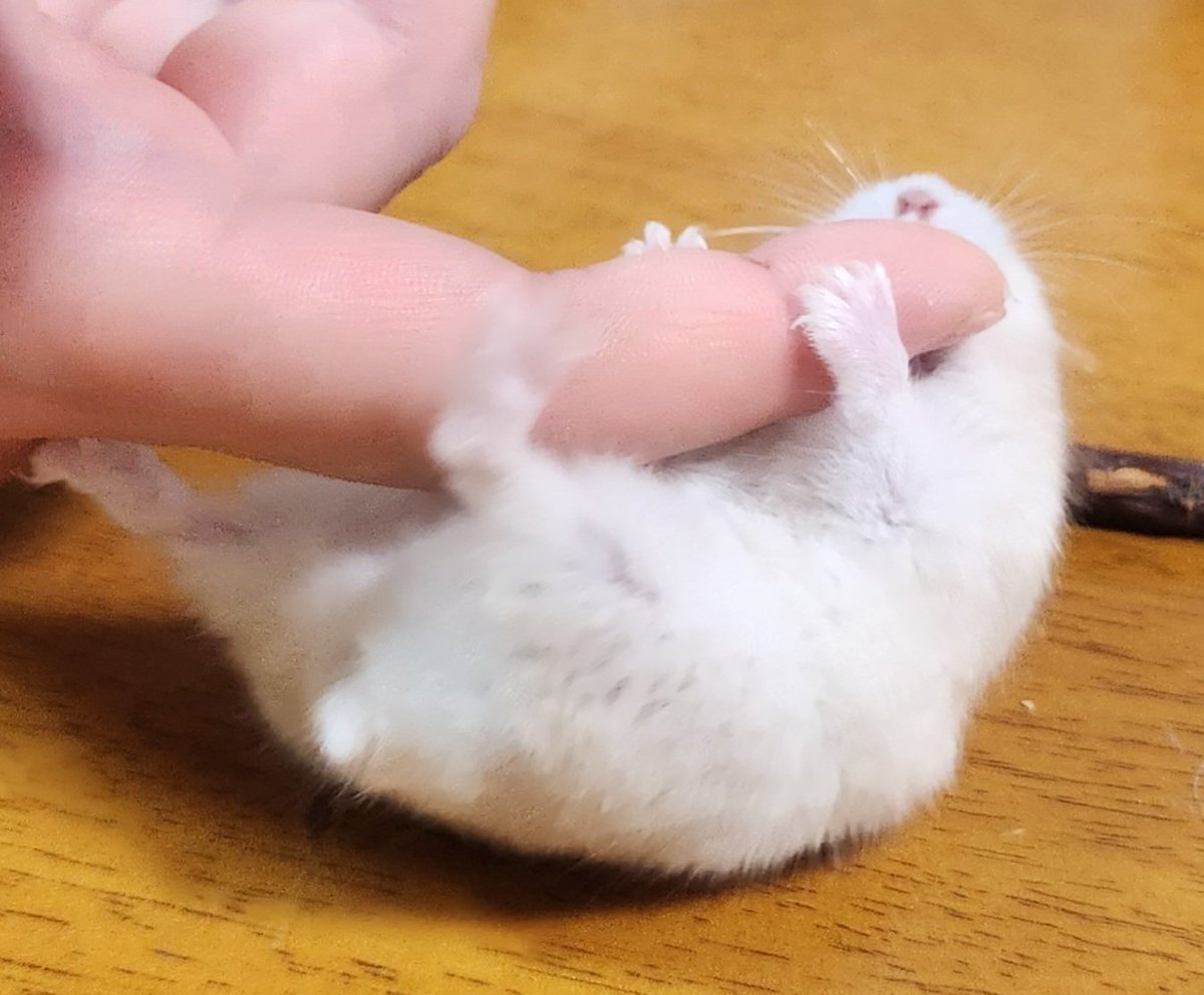 my_hmgmouse's tweet photo. #今日のこぱん https://t.co/evBURjykYF