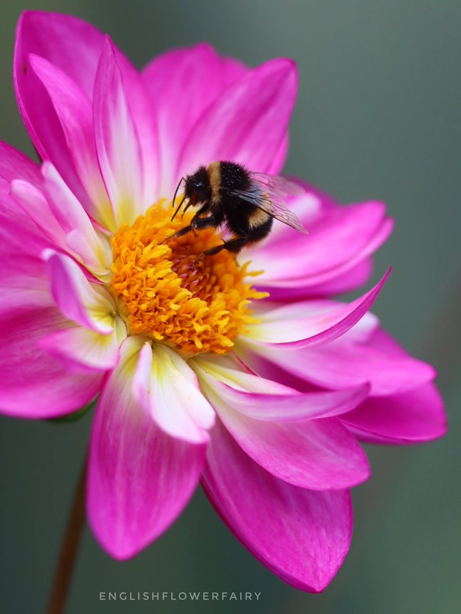 PoppiekRosnx's tweet photo. A little closer to nature🌱🌸🐝💕

#MacroPhotography #InsectThursday #Flowers #Bees https://t.co/2AdlCe8Pko