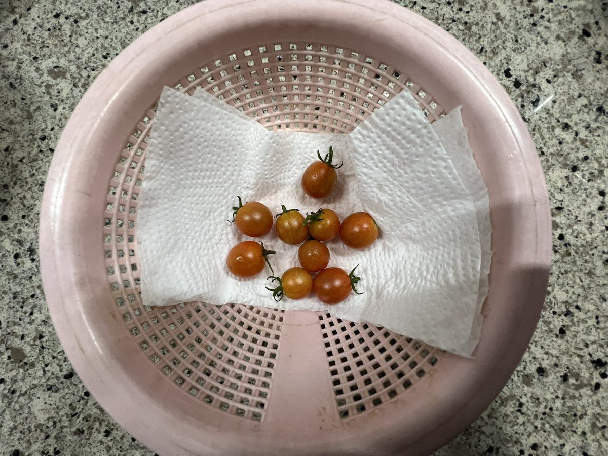 na2info's tweet photo. 本日の収穫！
#ミニトマト 9個
#家庭菜園
ちっちゃいナスは、虫に食われてました💦
残念… https://t.co/pJL1dSUKwO