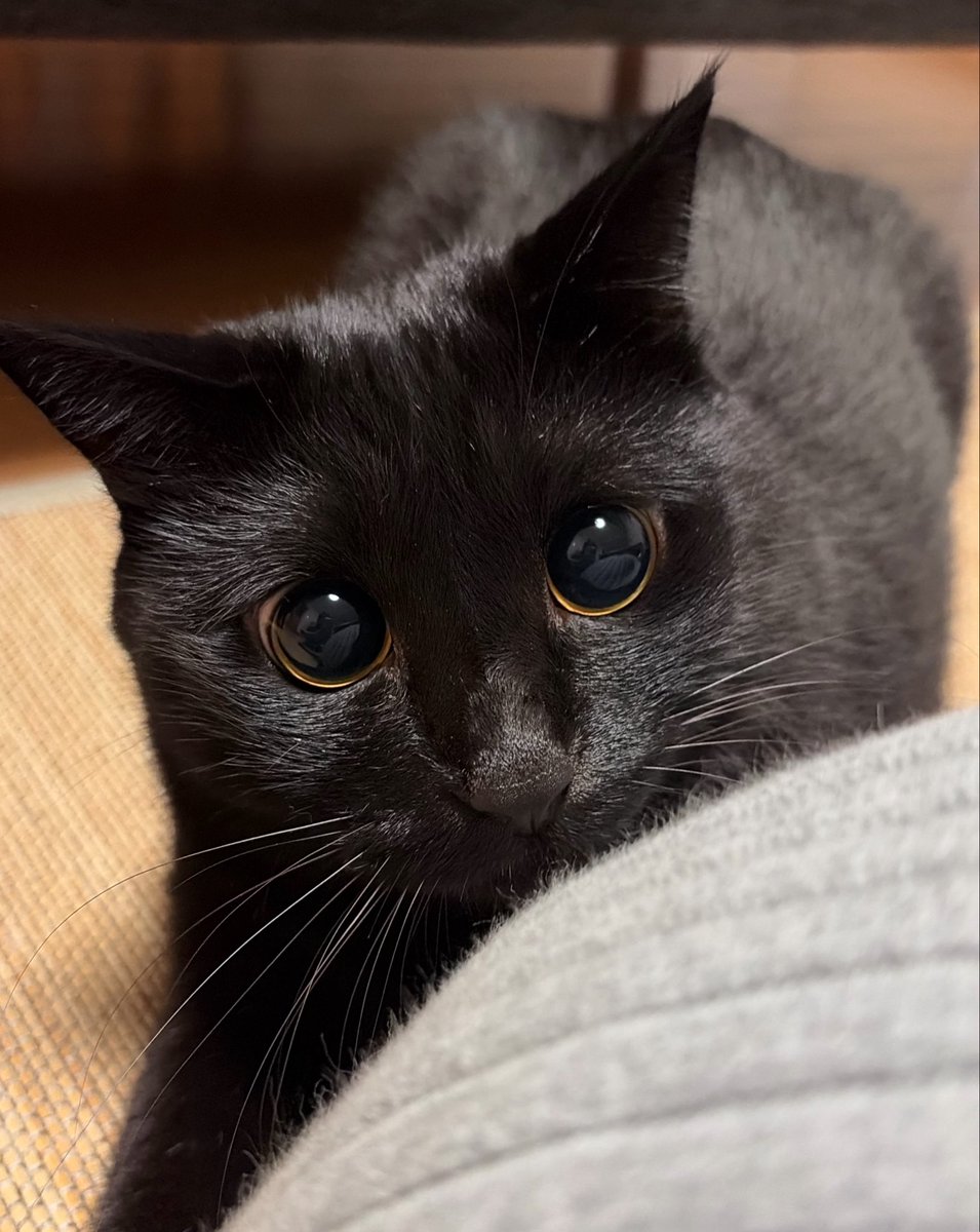 uni_kuroneko's tweet photo. あまりにもまんまる。

#黒猫 https://t.co/eX1Zo1b5F6