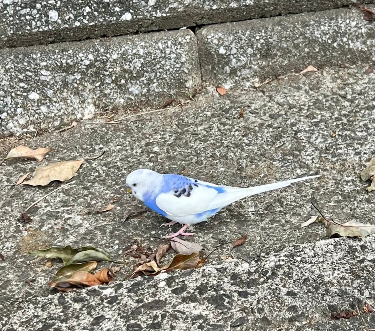 nari0104k's tweet photo. 2026年9月17日
福岡県宗像市にてセキセイインコが保護されました🦜⸒⸒
現在、宗像警察署にて預かり中。お心あたりの方は宗像警察署までご連絡下さい。
 #迷子   #迷子鳥 #迷子インコ  #保護  #セキセイインコ  #宗像市 https://t.co/9yAqmYTSUT