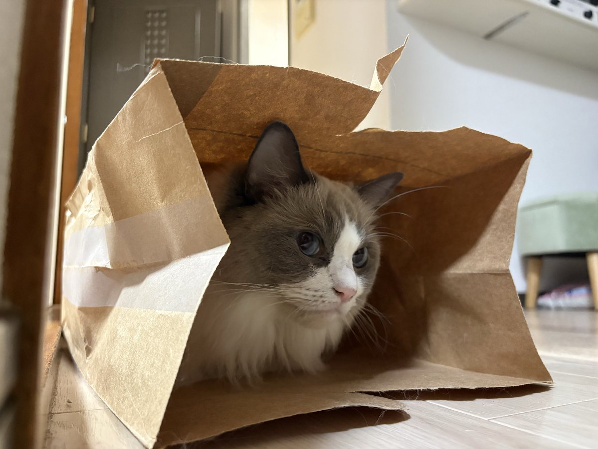 yucocha_n7's tweet photo. Amazonの紙袋に隠れてる、ろこ、に
ビックリして走り出す、しお https://t.co/cFYvMYbYmd