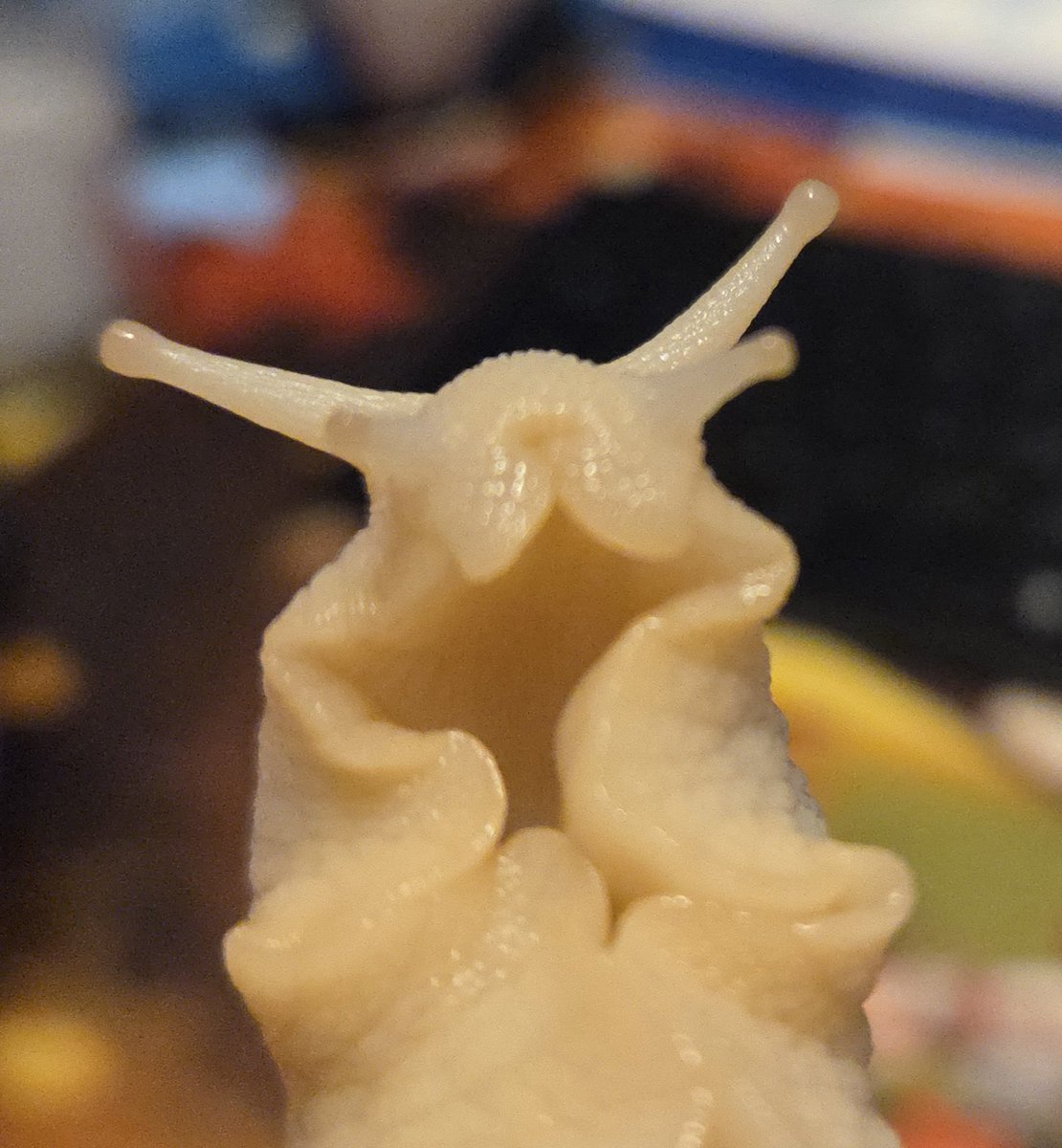 SnailboyEnri's tweet photo. @emesan_desu Snail!!! 🐌 so cute i love it https://t.co/d9cQyJFax8