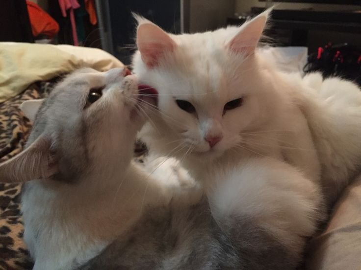 catsdotjpg's tweet photo. https://t.co/NS1uUf25wv