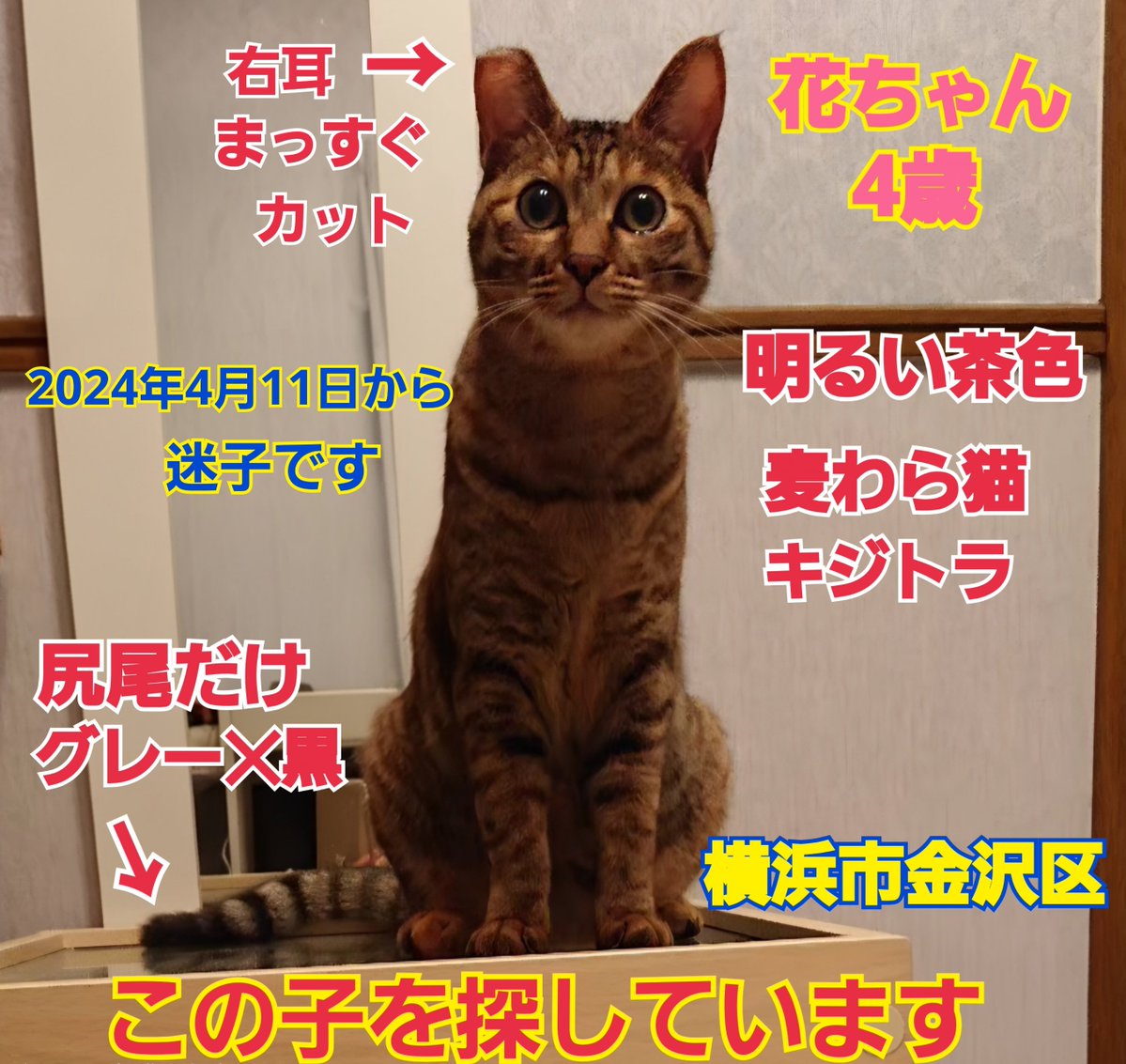 squirrelemi's tweet photo. 猫を探しています。花ちゃん4歳。右耳まっすぐカット、明るい茶色で長い尻尾だけは色が違いグレー✕黒の縞々模様です。2024年4月11日横浜市金沢区富岡東の自宅から私の不注意で外に出てしまい迷子のままです。拡散、リポストのご協力ありがとうございます。
#猫を探しています
#拡散希望
#横浜市金沢区 https://t.co/iDJYpAHIDe