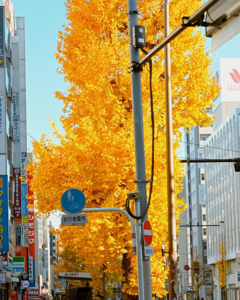 tripervn's tweet photo. Tokyo mùa thu, dưới những hàng bạch quả vàng🍂

🌐https://t.co/28mYJHh8iz https://t.co/MERGjGGIdF
