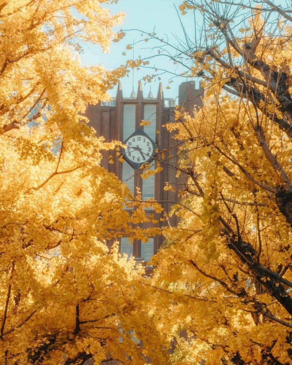 tripervn's tweet photo. Tokyo mùa thu, dưới những hàng bạch quả vàng🍂

🌐https://t.co/28mYJHh8iz https://t.co/MERGjGGIdF