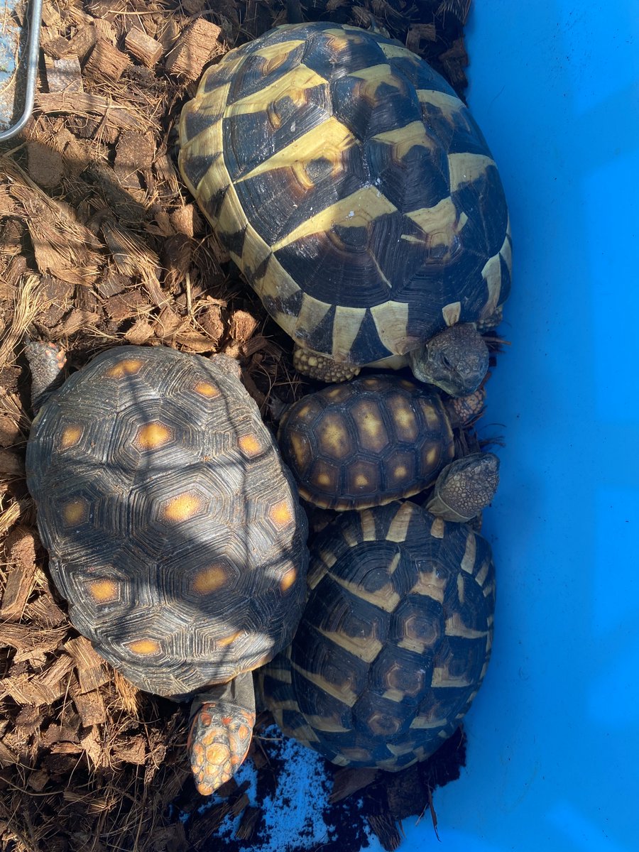 oookakaito's tweet photo. 今日は配信23:00からやる予定です！
ウチのカメの紹介します
ぜひ来てください✨️マシェバラでお待ちしてます

 #jjad2027 https://t.co/ZXCR9DeQBJ