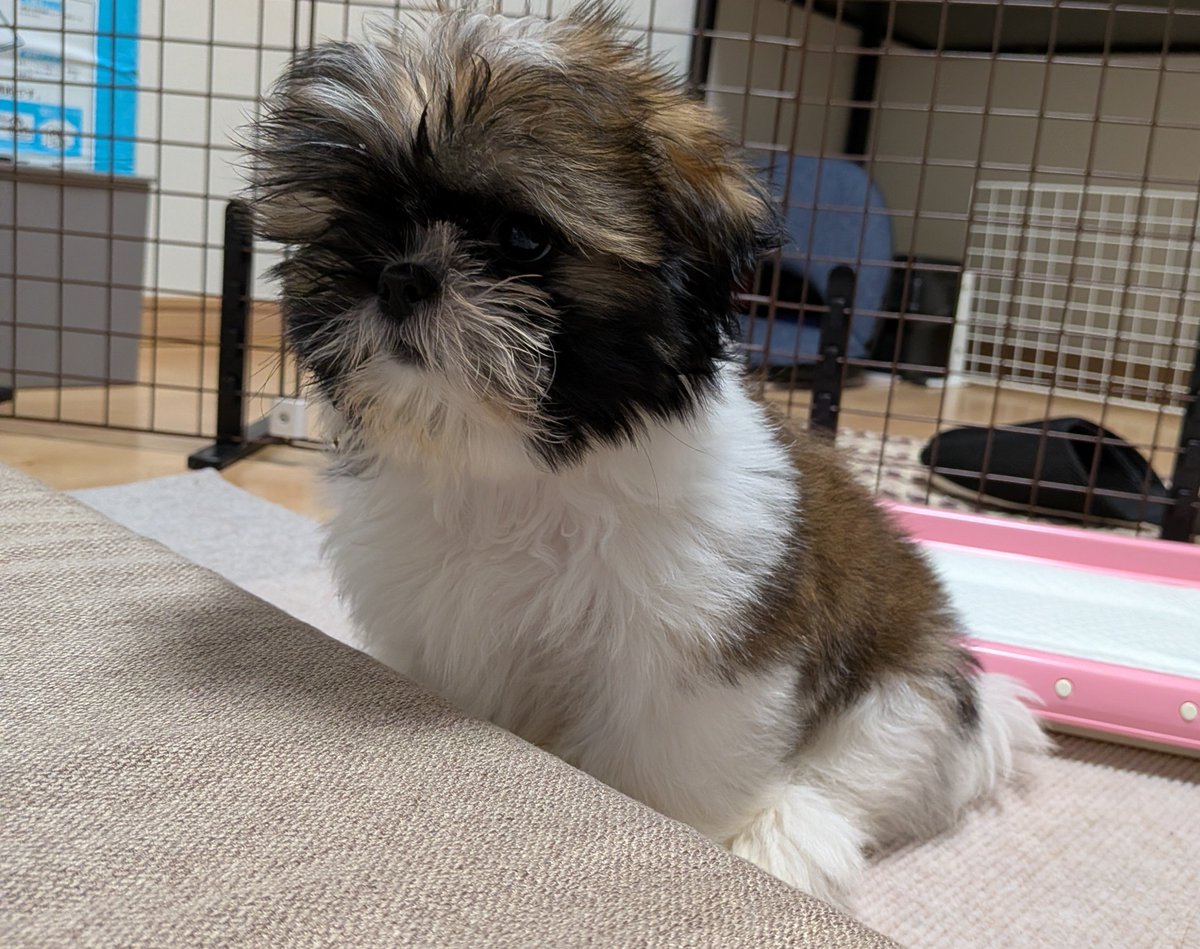 coconattsuaki's tweet photo. 初めまして(  . .)"

サブレねえちゃんの妹になりました！
6月7日生まれの女の子シーズーです🐶
なまえは「みそ」です❤

よろしくね👶🍼

まだお家に来て数日だから💦バタバタ慌ただしい毎日です꜀(.௰. ꜆)꜄ https://t.co/vvfcrYAPwy