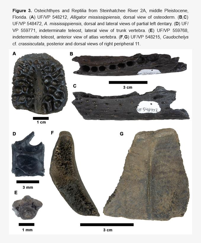 FossilsMDPI's tweet photo. 🐎 An Equus-Dominated Middle Pleistocene (Irvingtonian) Vertebrate Fauna from Northcentral Florida, USA
👥 Richard C. Hulbert, Jr. et al.
🔗 Read at: https://t.co/PgW1I06fbm
#FossilStudies #Paleontology #Pleistocene
#Holmesina #Equus #Tapirus #Hemiauchenia https://t.co/IcxDaWZx6f