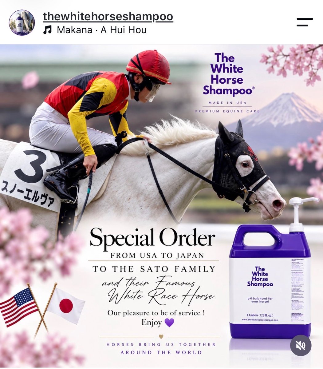 aoraki_family's tweet photo. な、なんと！✨
スノーエルヴァがアメリカの白毛用シャンプー「The White Horse Shampoo」の公式Instagramで紹介されました🇺🇸✨

川崎の佐藤博紀厩舎で特別に取り寄せてくれたのですが、スノ��エルヴァちゃんが日本第一号です🐴🩷

海を超えて、記事にしていただき光栄です🇺🇸🫧

https://t.co/pSEwxiMAWX

#スノーエルヴァ #白毛用シャンプー #川崎競馬 #使い心地はまた後日🤭