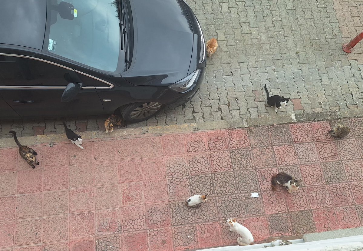 sanzimanzayne's tweet photo. bir tane kedi var diye pisi pisi dedim hepsi bi anda ortaya cikti eskiya misiniz olm siz https://t.co/j7XpMZWBoB