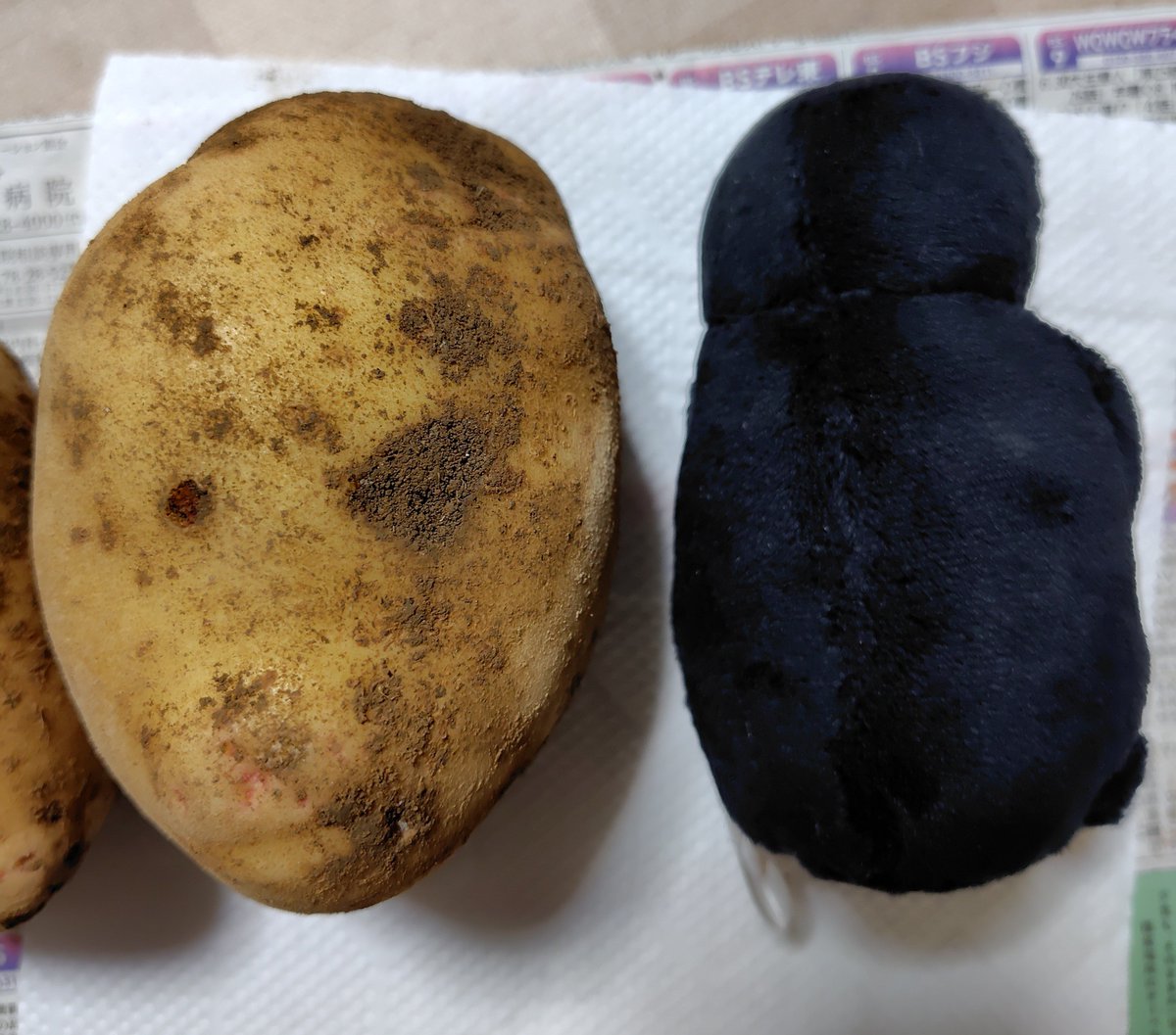 PDnp9a's tweet photo. ネギの後は〜

ジャガイモ収穫！

今年は形や肌が良い👍✨
なかよし兄弟サイズの大きなものが沢山採れたよ🐧🐧 https://t.co/Fx2Rr4gvce