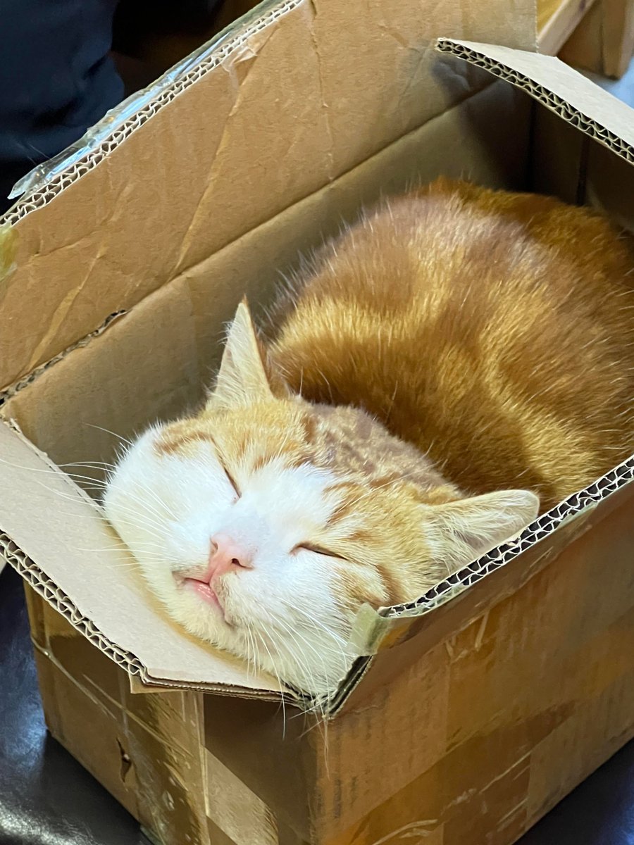 nocontextscats tweet picture