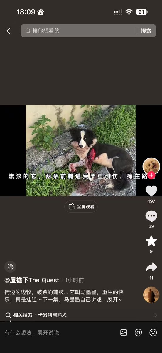 Wqa3O's tweet photo. 你见过在街边等死的边牧吗？
马墨墨的前肢烂得不成样子，被救助人送进医院。
手术、清创、笼中休养，它熬过来了。
现在它在草地上奔跑，和伙伴嬉闹，一点都不觉得自己和别的狗不一样。
这是一只流浪狗的重生，也是我们能给生命的温柔。
https://t.co/xS3UN4l9jm https://t.co/QRqLdWUJpv