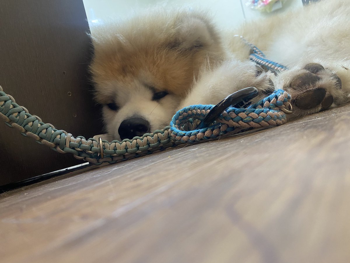 tokisizusuzu's tweet photo. やる気あるのか無いのかわからんけど頑張ってくれた看板犬さん達💞
私が癒されたからヨシ🥰 https://t.co/J9UdLNDOCo