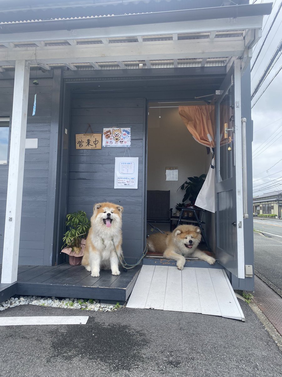 tokisizusuzu's tweet photo. やる気あるのか無いのかわからんけど頑張ってくれた看板犬さん達💞
私が癒されたからヨシ🥰 https://t.co/J9UdLNDOCo