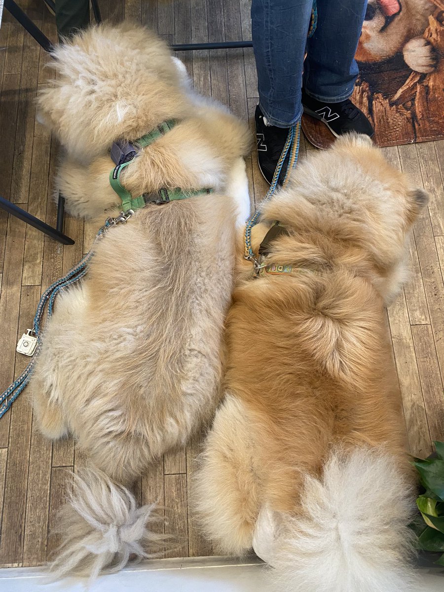 tokisizusuzu's tweet photo. やる気あるのか無いのかわからんけど頑張ってくれた看板犬さん達💞
私が癒されたからヨシ🥰 https://t.co/J9UdLNDOCo