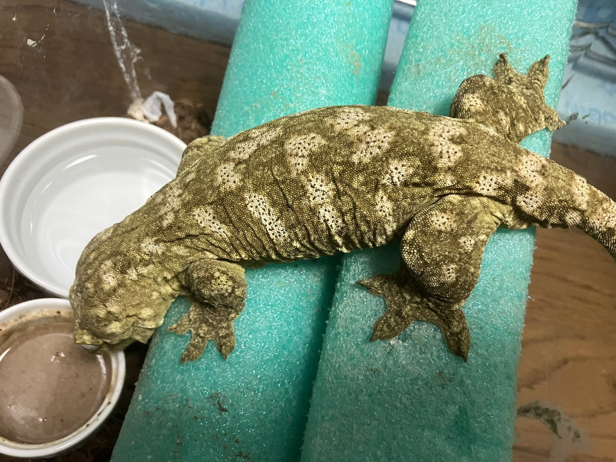 VetMoja's tweet photo. 今日は雌雄ともいい色合いのジャイゲコ達
1､2枚目Nuu Ana ♂
3､4枚目Nuu Ana ♀
綺麗に育っています☺️ https://t.co/emyubnGjHC
