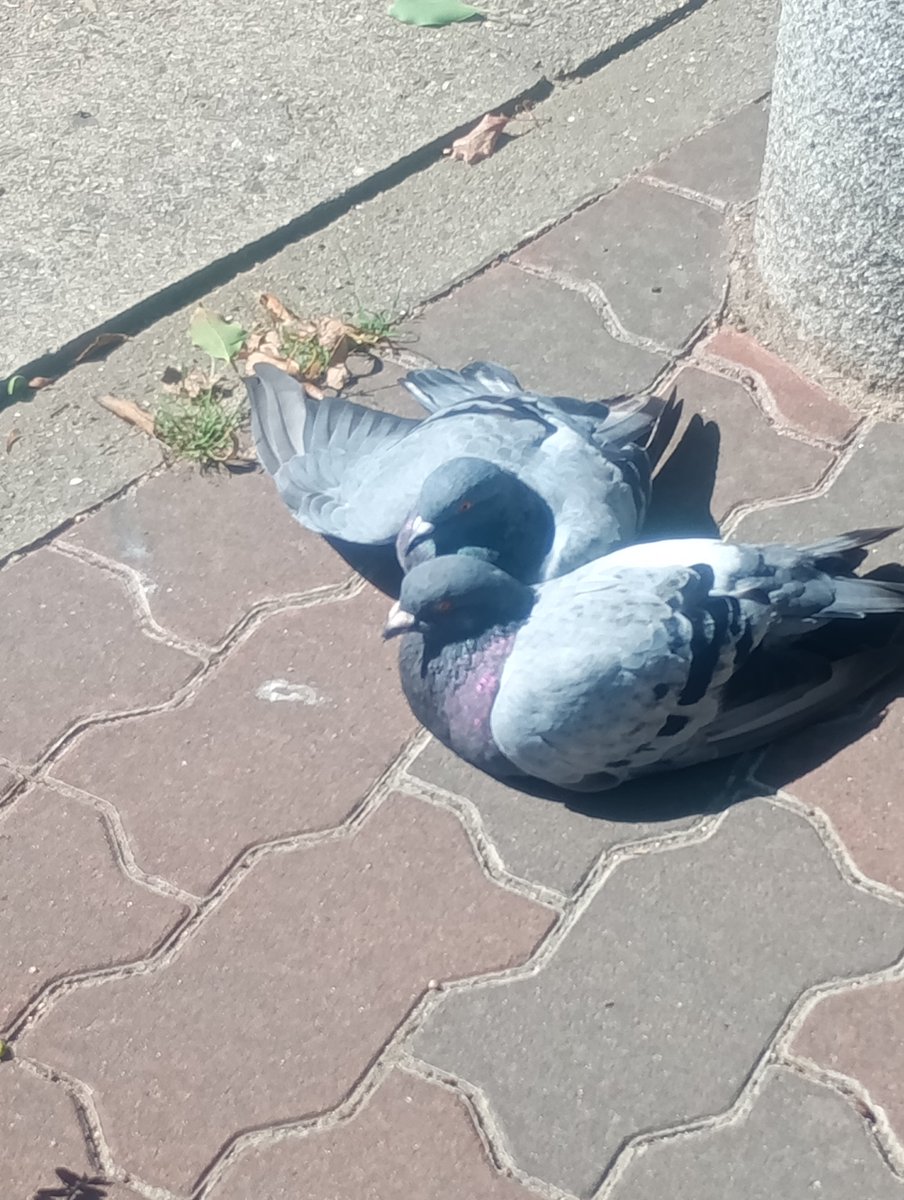 uedarinsei's tweet photo. 近所の公園でデートを楽しむポッポちゃん　お邪魔にならないよう遠くから撮影
羽を繕ってあげたり終始仲が良くてキュンキュンしていました😍😍😍

でも家のベランダには絶対来ないでね🥹🥹🥹 https://t.co/e9KVBrO6WB