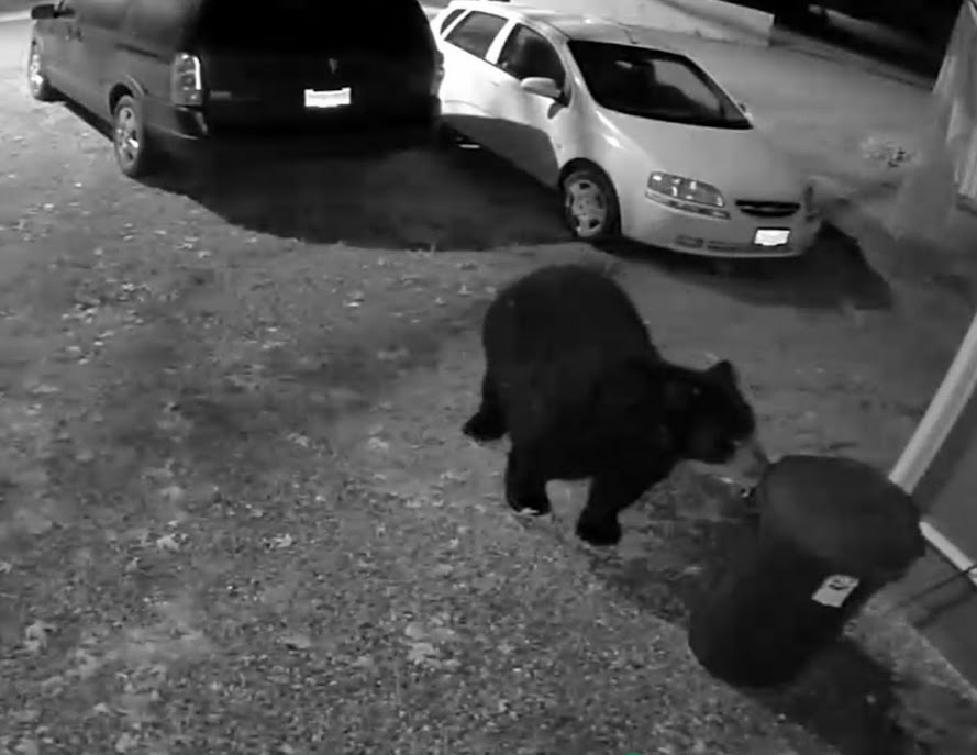 MileyaMonkey's tweet photo. M &amp; M:🙀 Last night there was a bear in our front yard. But he noticed the garbage can was empty and left! @TheOdieOrville  @biscuitscheddar @Scruffkit #Hedgewatch https://t.co/48UNLgvAaQ