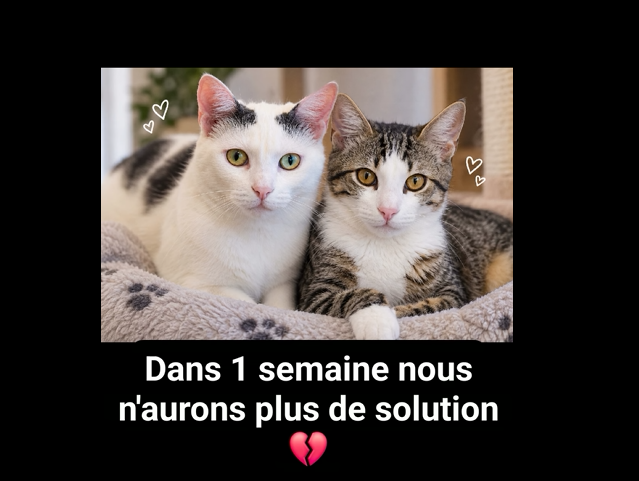 LouFrance75's tweet photo. 🚨DANS UNE SEMAINE, NOUS N’AVONS PLUS DE SOLUTION POUR EUX 🚨
Je suis désolée, encore une publication pour Diana & Harry… mais aujourd’hui nous n’avons vraiment plus le choix.
Dans une semaine, leur famille d’accueil s’en va et nous n’avons absolument aucune solution d’accueil sérieuse pour eux 
Cela fait maintenant 4 mois et demi que nous cherchons une famille qui pourrait leur offrir une vraie vie, ensemble. Et malgré toutes nos recherches, aucune proposition d’adoption ne correspond à leurs besoins.
Diana a besoin d’un extérieur sécurisé, idéalement un jardin ou une terrasse protégée. Sa peau très fragile ne lui permet pas de vivre dehors sans surveillance.
Un chien calme peut être envisageable. L’important est surtout de trouver une famille qui comprenne leurs besoins et qui accepte de les accueillir tous les deux 

DANS UNE SEMAINE, NOUS N’AURONS PLUS DE SOLUTION POUR EUX.
S’il vous plaît, partagez. Même si vous ne pouvez pas les accueillir, vous pouvez peut-être être la personne qui permettra à leur famille de les voir 

06 ou 83 limitrophe pour permettre le suivi de l’association
Info en MP ou par mail acdmae@gmail.com 📷
#DianaEtHarry #AdoptionChat #FamilleAccueil #UrgenceAnimale #Partagez