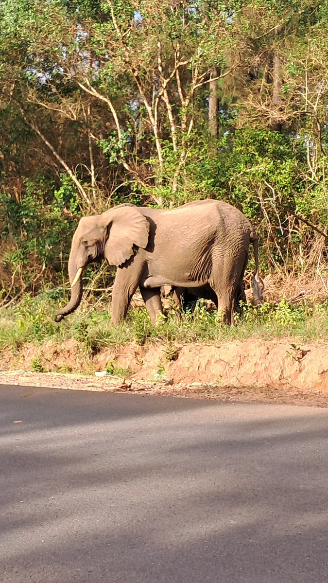 Amosmwi's tweet photo. Magical Kenya https://t.co/uCF1PxPmRM