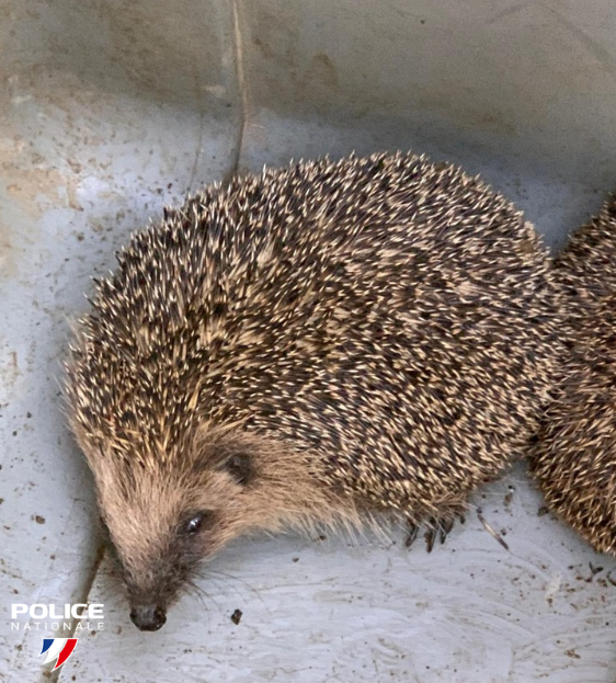 PoliceNat57's tweet photo. Braconnage 🦔 | Cette nuit, nos 👮 de Metz remarquaient des individus suspects près de buissons. Interpellés, ces derniers chassaient et capturaient illégalement des hérissons. Les mammifères seront réintroduits dans leur milieu naturel. 🍂
⚠️ Le hérisson est une espèce protégée. https://t.co/VQ5KJcTJU4