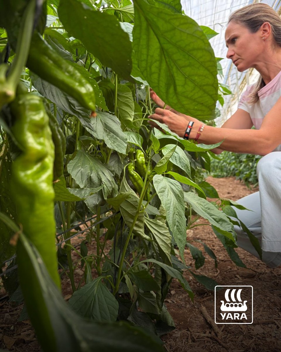 YaraIberian's tweet photo. 🌶️ Cuando Europa termina de recoger sus pimientos, Almería toma el relevo.

🌟 El resultado de cuidar cada detalle: lucha biológica, fertilización y bioestimulación con YaraAmplix™ de Yara.

💙 Porque detrás de cada pimiento hay mucho más que una cosecha: hay pasión, conocimiento y esfuerzo.

📸 María Escudero y Javier Díaz.

@yara @YaraEurope 

#bioestimulantes_y_foliares