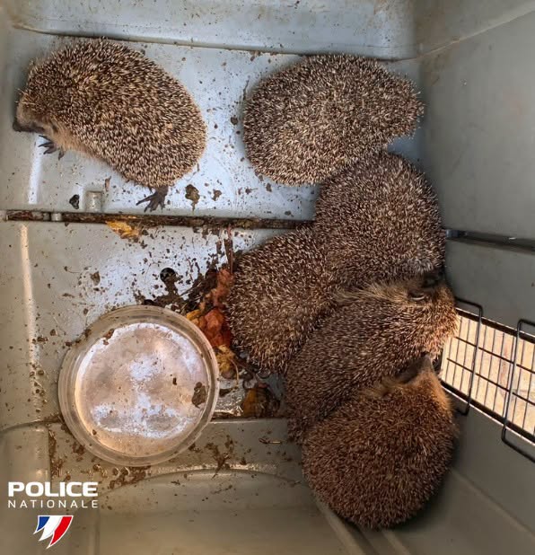 PoliceNat57's tweet photo. Braconnage 🦔 | Cette nuit, nos 👮 de Metz remarquaient des individus suspects près de buissons. Interpellés, ces derniers chassaient et capturaient illégalement des hérissons. Les mammifères seront réintroduits dans leur milieu naturel. 🍂
⚠️ Le hérisson est une espèce protégée. https://t.co/VQ5KJcTJU4