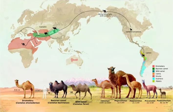 rhaplord's tweet photo. Migration map of the camelid family from South America to Africa
 https://t.co/z66jJZHQjF https://t.co/ARjRhisfWg